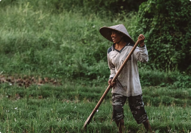 Gambar orang di sawah